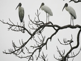 Three Wood Storks Roost in a Dead Tree Photographic Print