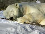 A Polar Bear Sleeps on a Bed of Snow at the Cleveland Metroparks Zoo Photographic Print