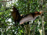 A Fruit Bat at the Tolga Bat Hospital Photographie