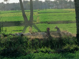 Children Tending Family Herds in Cultivated Fields at Saqqara, Egypt Photographie par Kenneth Garrett