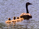 A Canada Goose Leads Young Goslings for a Swim Photographic Print