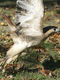 A Red-Tailed Hawk Takes Flight on Boston Common Fotografie-Druck