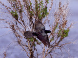 A Blackbird Flies During the 17th Annual World Series of Birding Lámina fotográfica A Blackbird Flies During the 17th Annual World Series of Birding Lámina fotográfica