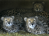 Four Cheetahs Snuggle Together on a Frigid Afternoon Lámina fotográfica Four Cheetahs Snuggle Together on a Frigid Afternoon Lámina fotográfica