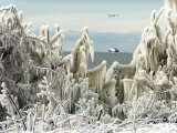 The U.S. Coast Guard Icebreaker Neah Bay is Framed by Ice Covered Trees Photographic Print