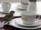 A Sparrow Trips Over a Tray Photographic Print