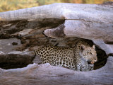 Female Leopard in Birthing Den, Okavango Delta, Botswana Lámina fotográfica por Pete Oxford Female Leopard in Birthing Den, Okavango Delta, Botswana Lámina fotográfica por Pete Oxford