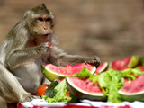A Monkey Eats Watermelon on a Round Table 10 Meters (33 Feet) Photographic Print