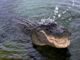 An Alligator Leaps from the Water in the Louisiana Bayou Photographic Print