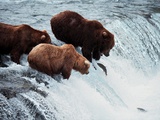 Brown Bears Try to Grab Red Salmon as They Jump up the Falls Photographic Print