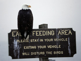 A Bald Eagle Sits on a Sign at the Eagle Feeding and Viewing Area Photographic Print