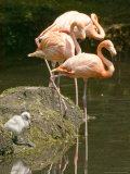A White Flamingo Chick Photographic Print