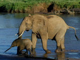 An Elephant and Her Calf Cross a River Photographic Print