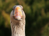 A Greylag Goose, with What Appears to be a Toothpick in its Nostril Photographic Print