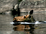 A Moose Cools Off Photographic Print