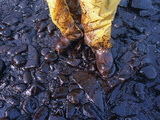 Thick Crude Oil Washed up on the Cobble Beach of Evans Island Photographic Print