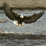 A Bald Eagle Swoops Down for a Landing While Looking for Fish Lámina fotográfica