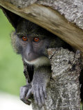 An Allen's Swamp Monkey Peers out of a Hole Photographic Print