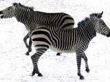 Two Zebras Frolick Photographic Print