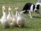Shep, a Two-Year Old Border Collie, Herds Ducks Photographic Print