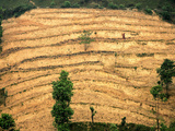 A Nepalese Woman Walks Along Steep Terraced Hills Photographic Print