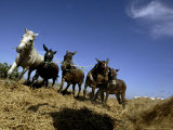 Horses and Donkeys Trample on a Crop of Fava Beans Photographie