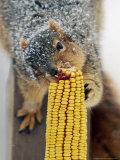 A Snow Dusted Fox Squirrel Chows Down on an Ear of Corn Photographic Print