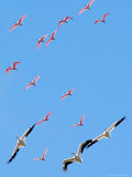A Flock of Roseate Spoonbills and White Pelicans Photographic Print