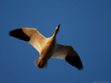 A Snow Goose Flies Overhead at Middle Creek Wildlife Management Area Photographic Print