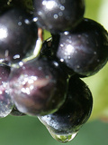 A Drop of Water Drips off of a Grape at Ackerly Pond Vineyards Photographic Print