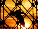 A River Gull Flies Over the Old Railway Bridge Photographic Print