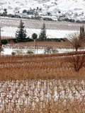 A Snow-Covered Vineyard is Seen During a Snowfall Photographic Print