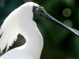 A Royal Spoonbill is on Display Photographie