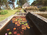 A Cabin at Cinchona Gardens with Floral Ponds Lámina fotográfica