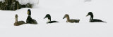 Five Ducks Make Their Way Through the Snow Photographie