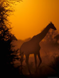 Southern Giraffe and Acacia Tree, Moremi Wildlife Reserve, Botswana Photographic Print by Pete Oxford