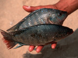 Nile Perch, Amarna, Egypt Photographie par Kenneth Garrett