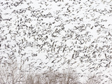 Snow Geese and Canada Geese Photographic Print