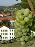 A Riesling Grape Photographic Print
