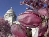 Saucer Magnolia Trees Bloom with Pink and White Flowers Photographic Print