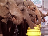 Asian Elephants Belonging to the Ringling Bros. and Barnum & Bailey Circus Take a Water Break Photographie