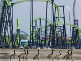 A Gaggle of Canada Geese Seem to be Headed for a Day of Thrills Lámina fotográfica