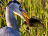 A Great Blue Heron Spears its Dinner While Hunting Photographic Print