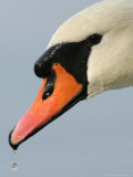 A Swan Swims at Ada Ciganlija Lake in Belgrade Photographic Print