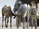 Zebras in the Berlin Zoo Enjoys Bright Sunshine Photographic Print