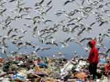 Birds Fly as a Girl Walks Through a Pile of Garbage on a City Dump on the Outskirts of Belgrade Photographic Print
