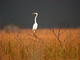 A Great Egret Sits on Top of a Dead Tree Photographic Print