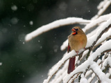 A Cardinal Waits its Turn at a Birdfeeder on a Snow-Covered Tree Photographic Print