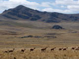 Protected Vicunas, Run on an Andean Plain Near Ayacucho Photographic Print