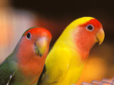 Love Birds, Yuen Po Street Bird Market, Hong Kong, China Photographic Print by Stuart Westmoreland